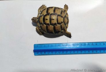 Измерение длины черепах