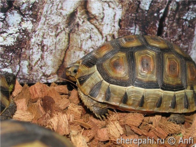 Ас үйде аяқты аққұбамен секс Оргазм үшін жопты трахает