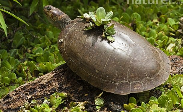 Podocnemis vogli (Оринокская щитоногая черепаха)