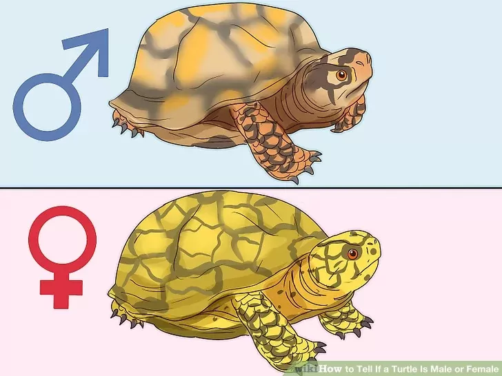 Как определить пол у красноухих черепах: фото и видео