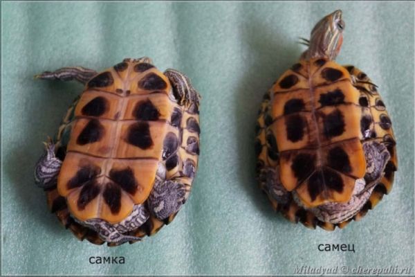 Какую черепаху выбрать?