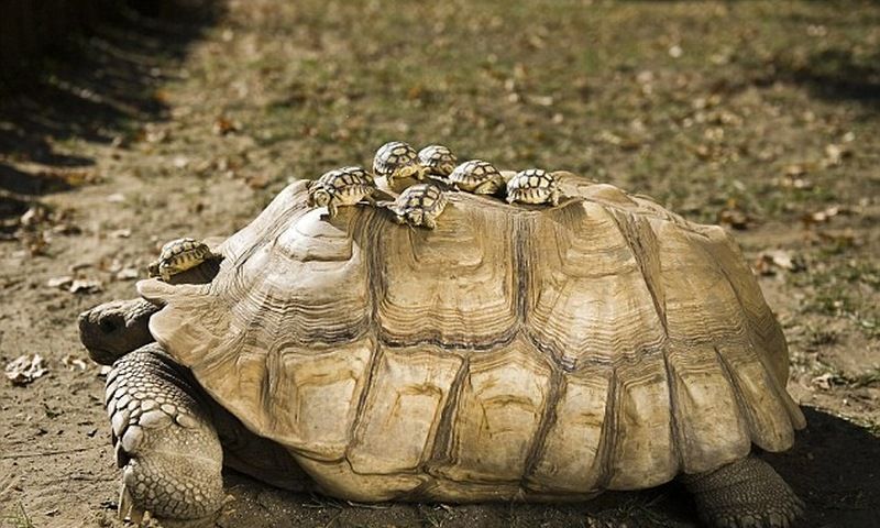 Размножение черепах