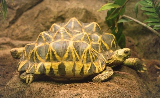 Geochelone platynota (Бирманская черепаха)