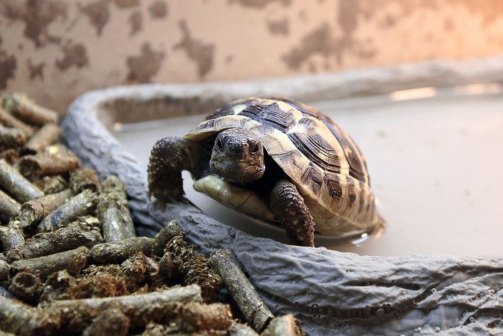 Красноухие черепахи: уход и особенности содержания