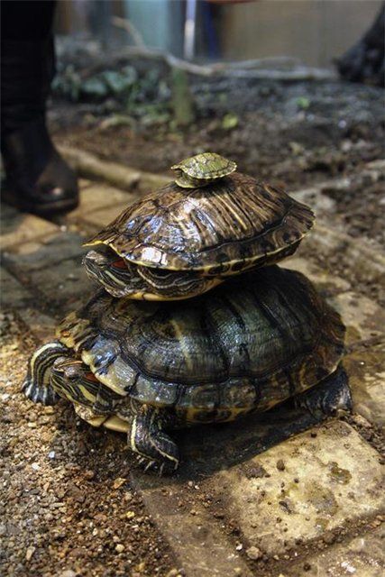 Аквариумные черепахи: популярные виды, уход и содержание