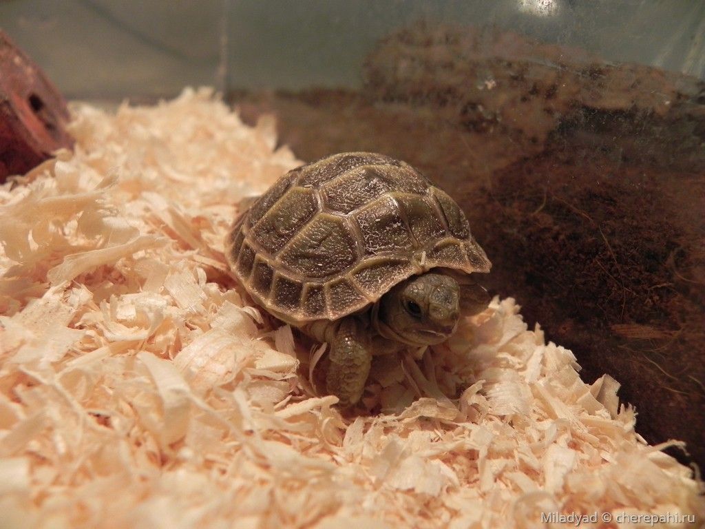 Среднеазиатская черепаха (Testudo (Agrionemys) horsfieldii)