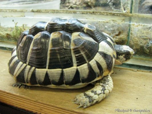 Морфа или мутация средиземноморской черепахи