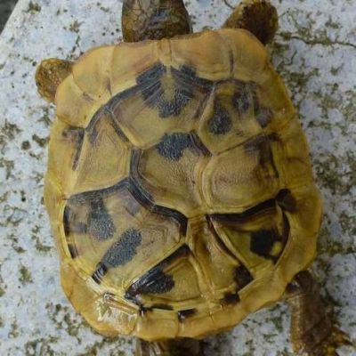 Аномалии щитков панциря черепах