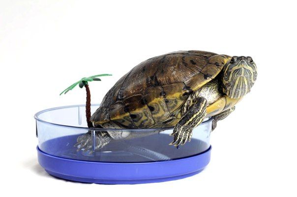 Водные черепахи : Красноухая черепаха - см