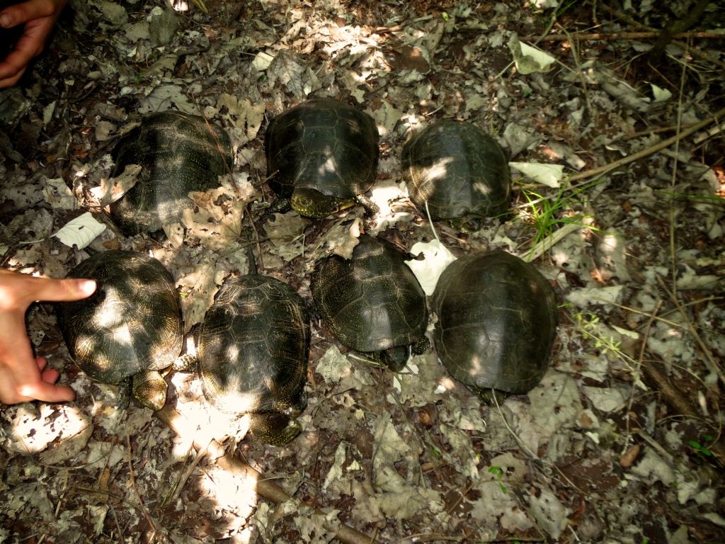 Выпуск болотных черепах