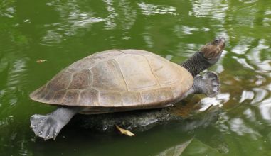 Магдаленская щитоногая черепаха