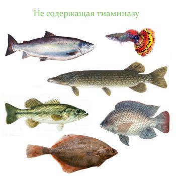 Рыба БЕЗ тиаминазы