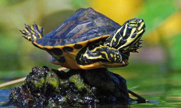 Черепахи вытягивают задние лапы