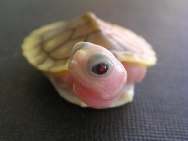 Морфа Caramel Pink красноухая черепаха