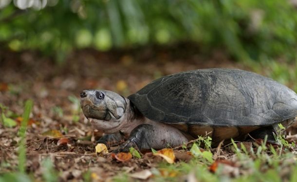 Оринокская, или саванновая щитоногая черепаха (Podocnemis vogli): особенности и охрана