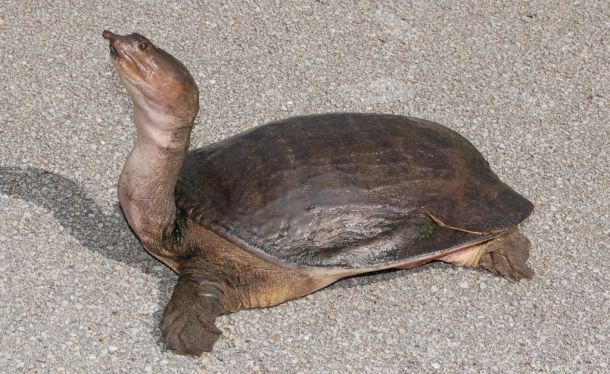 Нубийская лопастная черепаха: особенности, содержание и уход