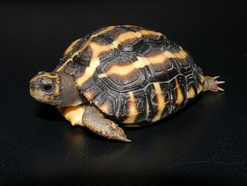 Плоскохвостая черепаха