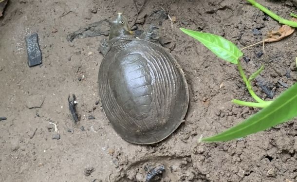 Lissemys scutata (Бирманская лопастная черепаха)