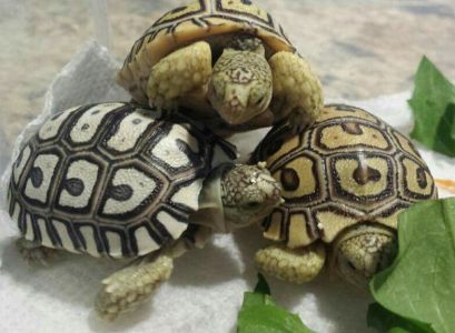 Аксантик черепаха