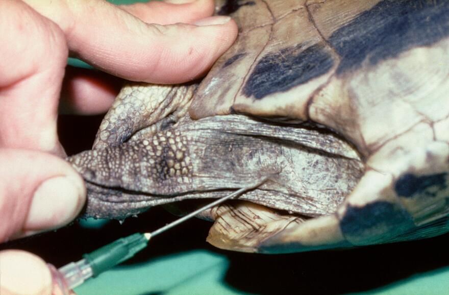 Подкожный укол черепахе