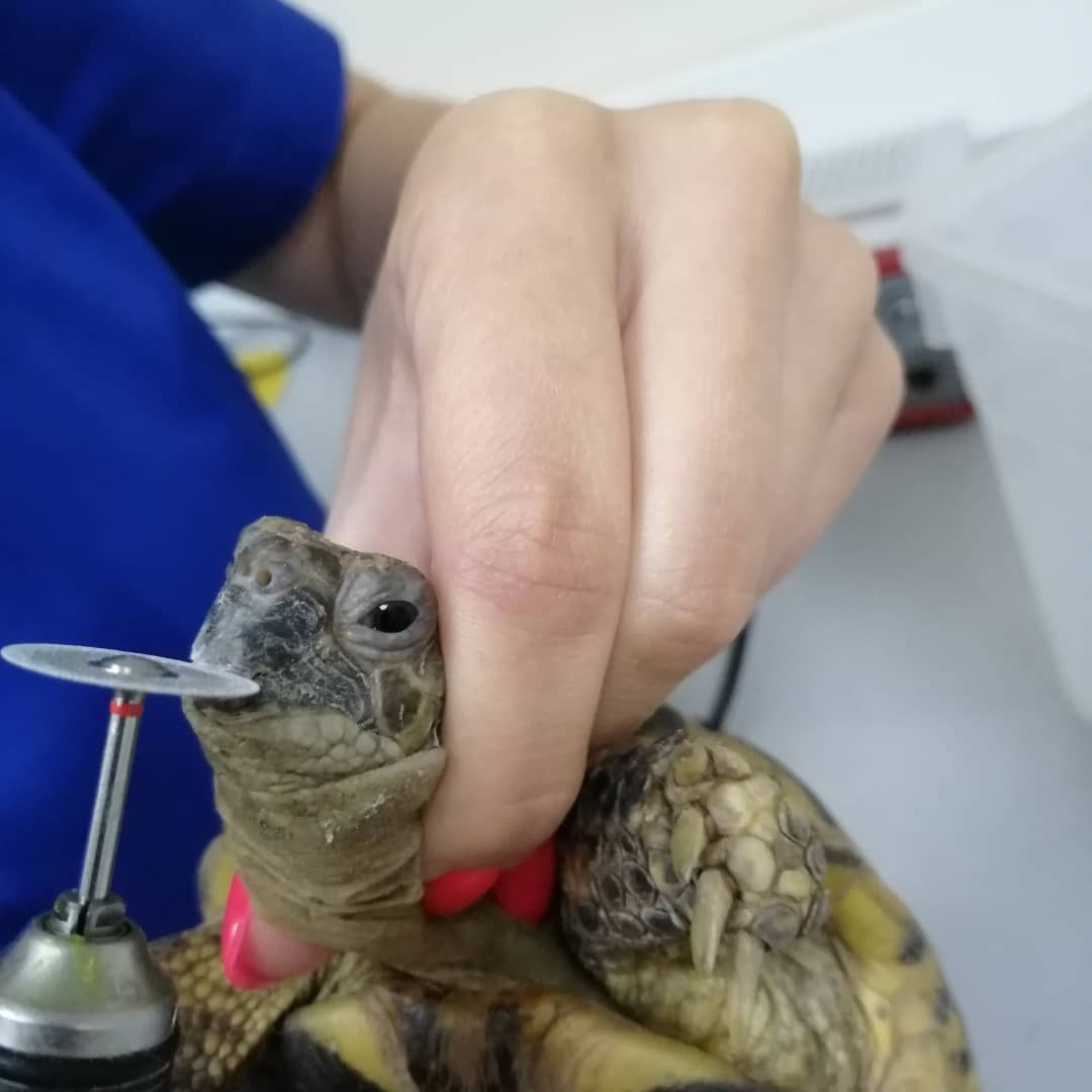 подстригание клюва черепахи