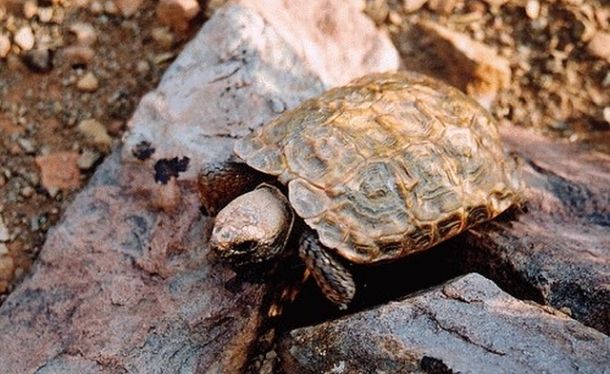 Chersobius solus (Намалендская капская черепаха)
