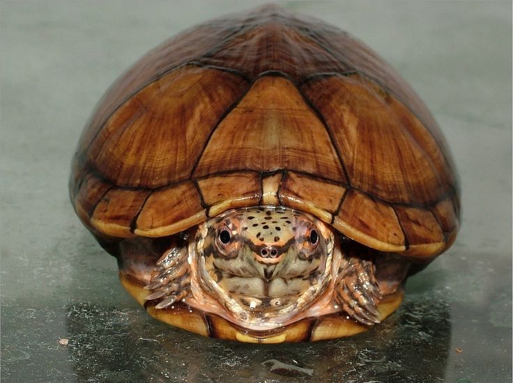 Табасская иловая черепаха