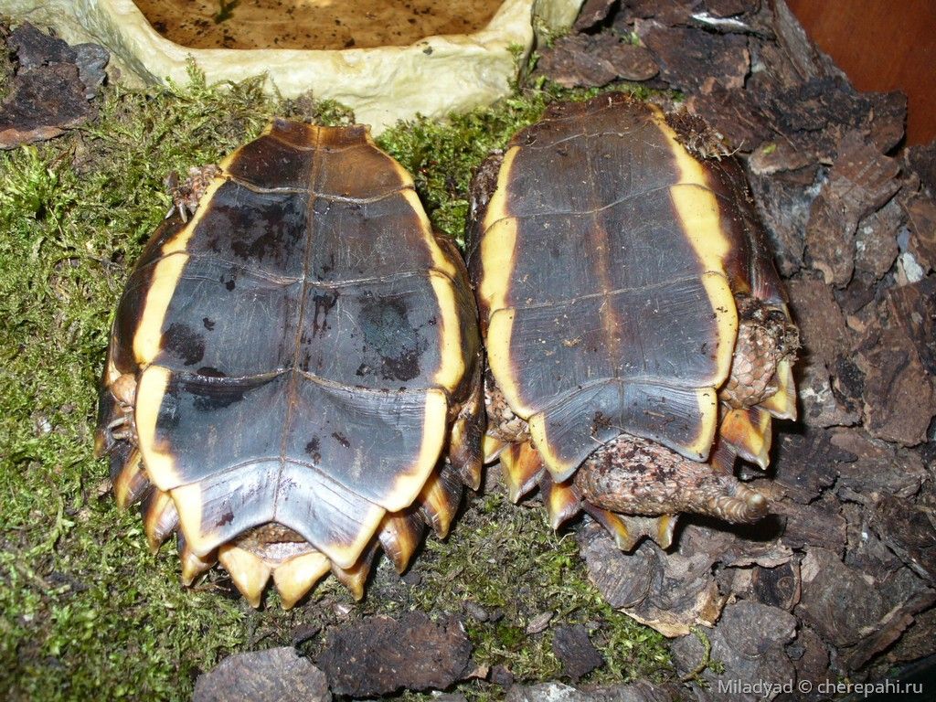 Горная черепаха Шпенглера