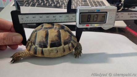 Измерение длины черепах штангенциркулем