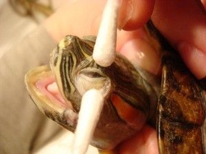 Промывание глаз черепахам