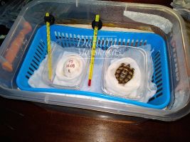 Сухопутный инкубатор для яиц рептилий