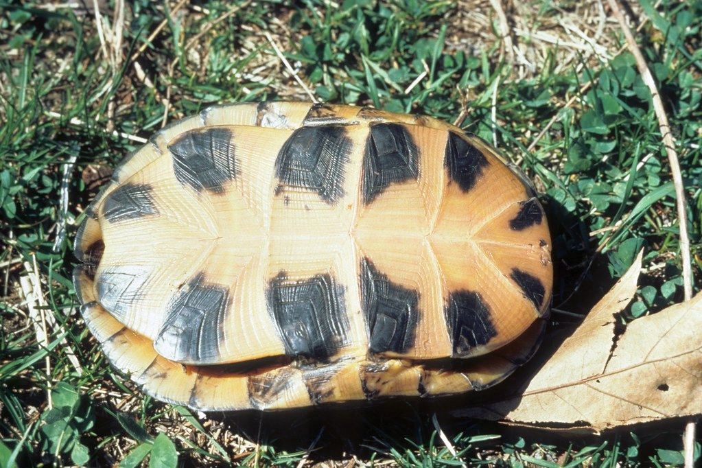 Американская болотная черепаха