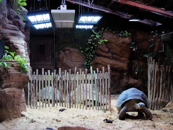 Черепахи в Лондонском зоопарке