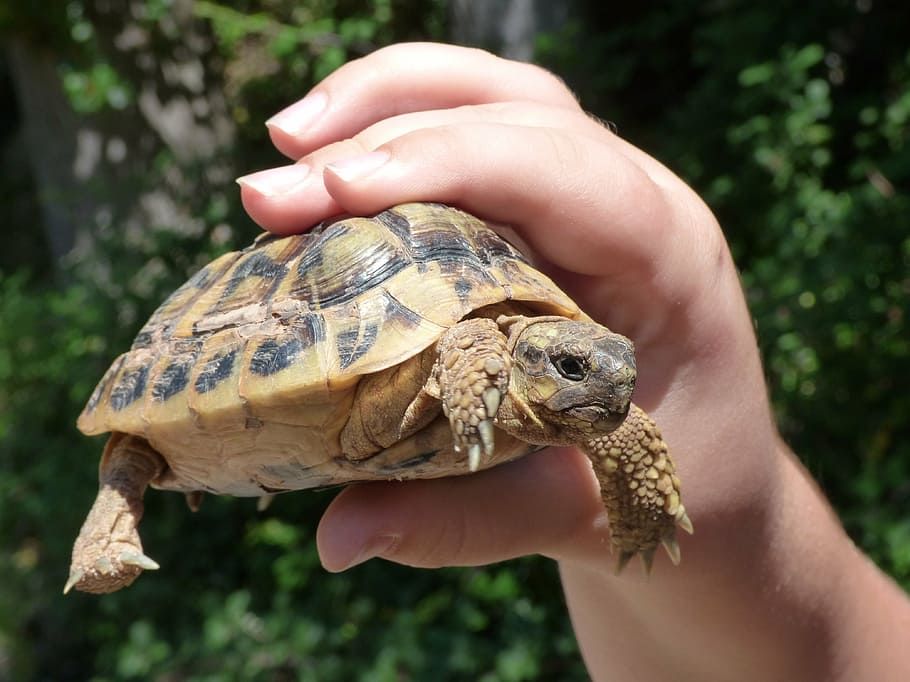 Умерла красноухая черепаха - Рептилии - Форум zenin-vladimir.ru
