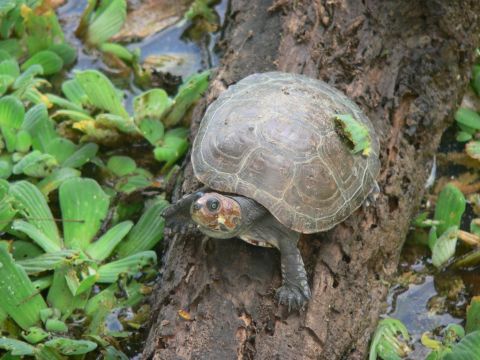 Оринокская щитоногая черепаха