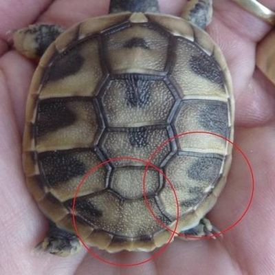 Аномалии щитков панциря черепах
