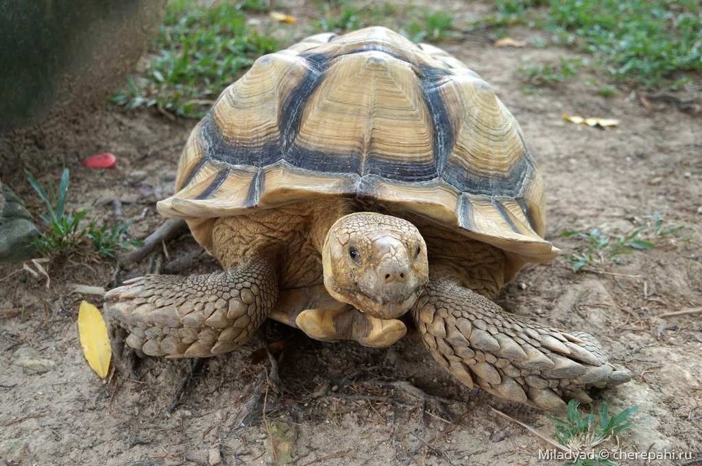 Шпороносная черепаха