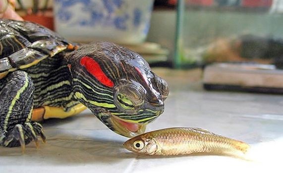 Черепаха ест рыбу