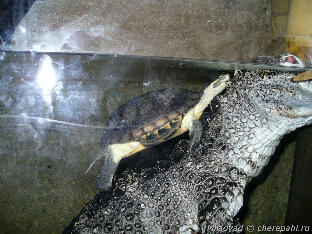 Желтая прудовая черепаха