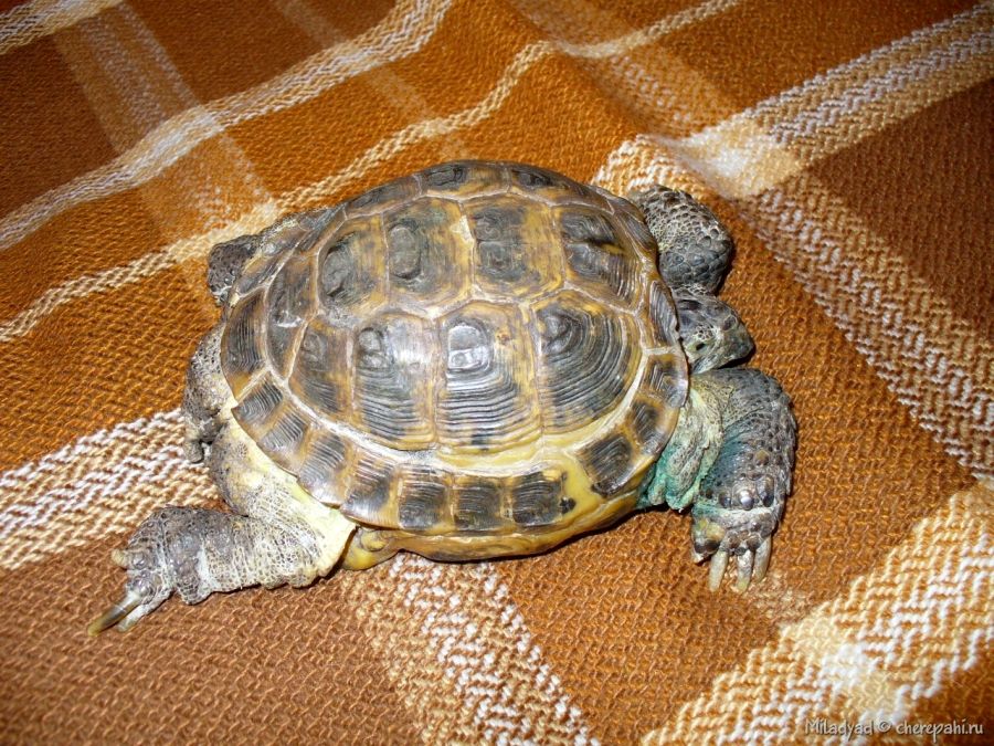 Возраст, рост и продолжительность жизни черепах - Черепахи.ру