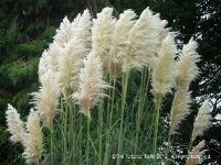 Кортадерия - пампасная трава