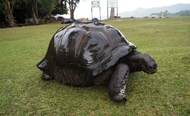 Aldabrachelys gigantea (Сейшельская черепаха)