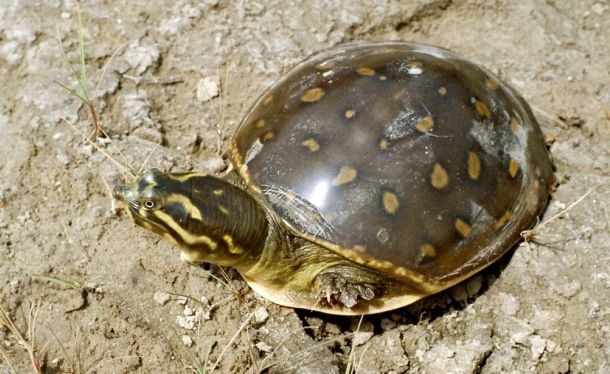 Lissemys punctata (Индийская лопастная черепаха)