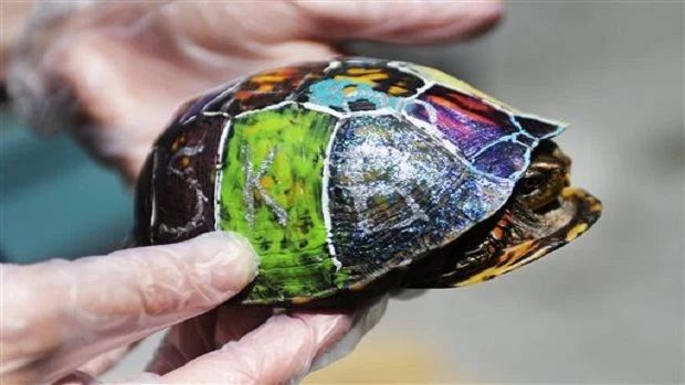 краска или лак  на панцире черепахи