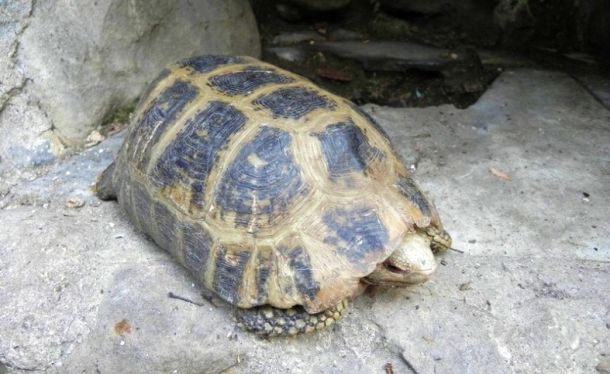 Indotestudo elongata (Желтоголовая индийская черепаха)