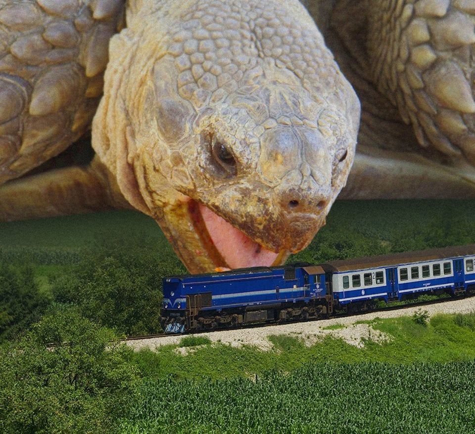 перевозка черепах поездом