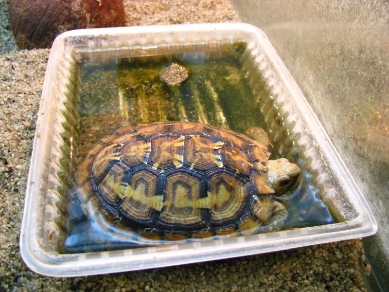 Условия для содержания красноухих черепах в домашних условиях