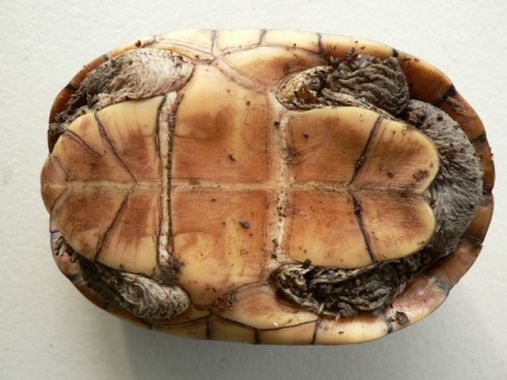 Карибская иловая черепаха