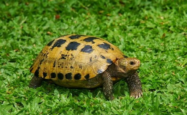 Indotestudo forstenii (Целебесская черепаха)