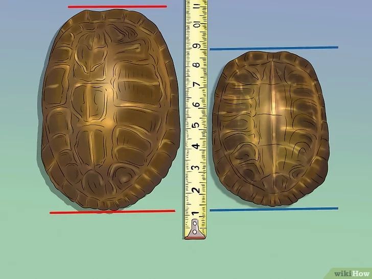 Как определить пол красноухой черепахи: отличаем мальчиков от девочек [Животные zhivotnie]